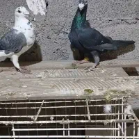 کبوتر دورگ|پرنده|شوش, |دیوار