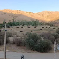 کود حیوانی پوسیده گوسفندی و گاوی