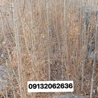 نهال درخت زبان گنجشک|خدمات باغبانی و درختکاری|اصفهان, قهجاورستان|دیوار