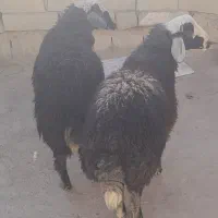 بره نر سبز افشاری|حیوانات مزرعه|نجفآباد, حومه نجف آباد|دیوار