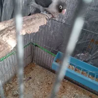 طوطی کتوله|پرنده|بافت, |دیوار