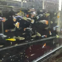 تعداد بالا ماهی گوپی