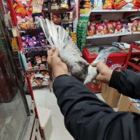 یک عدد کفتر سرور پرشی تیپی|پرنده|مینودشت, |دیوار