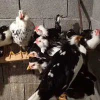 خروس گلین نیمچه و بزرگ