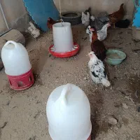 فروش مرغ لری|حیوانات مزرعه|خرقان, |دیوار