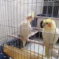 جفت عروس هلندی با ۲ تا جوجه ۲۵ روزه