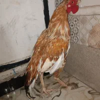مرغ وخروس جوجه فروشی