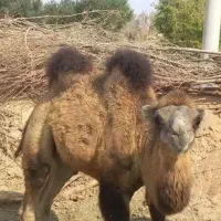 فروشی هاشی دو کوهان اصل اصل