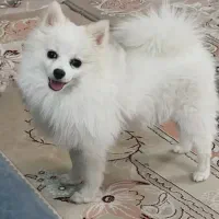 پامرانین روباهی