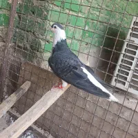 نرساده