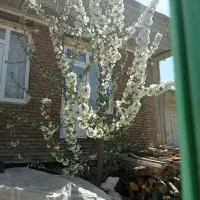 منزل فروشی در سبدلو