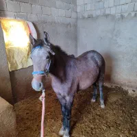 مادیان یورغه