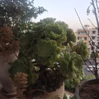 گلدان آئونیوم سبز سالم و ریشه‌دار برای فروش.