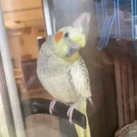 عروس هلندی دستی