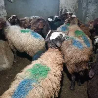 گوسفندو بره