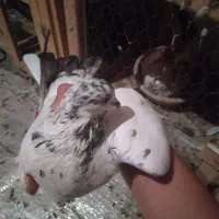 کفتر پرشی|پرنده|نسیم‌شهر, |دیوار