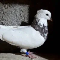 طوقی|پرنده|بم, |دیوار
