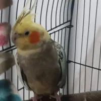 عروس هلندی ماده