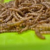 میلورم و سوپر ورم زنده و خشک|حیوانات مزرعه|خمینی‌شهر, |دیوار