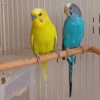 جفت مولد مرغ عشق|پرنده|قزوین, |دیوار