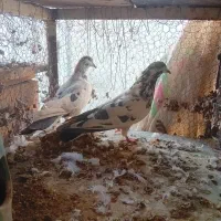 کفتر|پرنده|آران و بیدگل, |دیوار