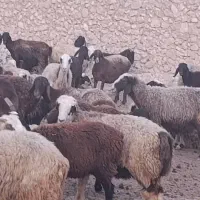 گوسفند داشتی