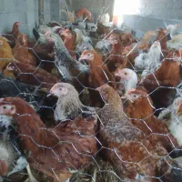 90عددخروس نیمچه 3ماهه وزن 1کیلو