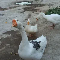 قوغاز