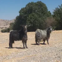 ساورین