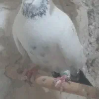 کبوتر فروشی