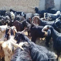 فروشی بز ابستن|حیوانات مزرعه|زرقان, |دیوار