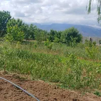 ارائه تمامی فعالیت های باغبانی و نگهداری|خدمات باغبانی و درختکاری|تبریز, |دیوار