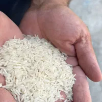 برنج شیرودی سوپر لوکس|خوردنی و آشامیدنی|بهشهر, |دیوار