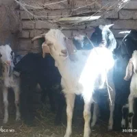 دامداری