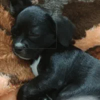 واگذاری سگ اشپتز|سگ|خفر, |دیوار