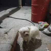 سگ خانگی|سگ|مراغه, |دیوار