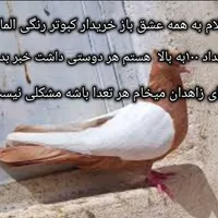 کبوتر|پرنده|شیراز, دانشگاه شیراز|دیوار