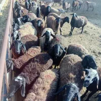 میش بره دار