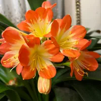 گل طبیعی خورشیدی