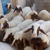 بره ماده سنجابی اصیل گوسفند میش