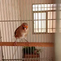 سهره نر جوجه سال