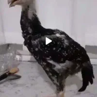 اوشامو لاری جوجه(مراغه)