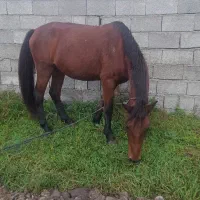 اسب هم کاری هم سواری