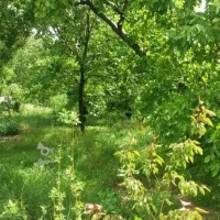 باغ در طالبخان صفا باغی