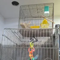 عروس مرغ عشق فنچ باهم همراه با قفس