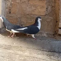 کبوتر خوشرنگ سیا پوش|پرنده|قزوین, |دیوار