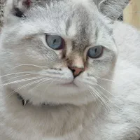 گربه،بِریتیش|گربه|قدس, شهر‌قدس|دیوار