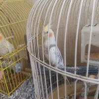 عروس هلندی