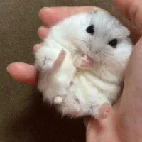 همستر مینیاتوری بامزه