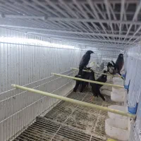 مینا چشم ستاره ای|پرنده|قشم, |دیوار